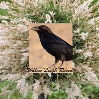 Willow Leigh Raven