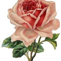 Rose C. Carole