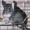 Adara O'Hare
