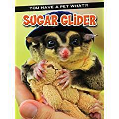 Sugar Glider book cover