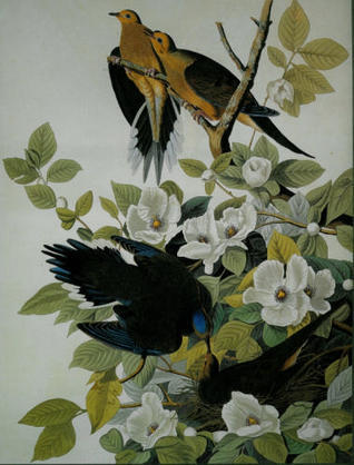 John James Audubon book cover