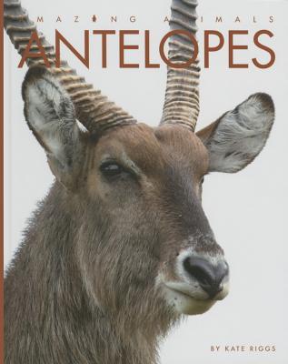 Antelopes book cover