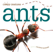 Ants book cover