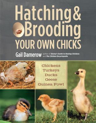 Hatching & Brooding Your Own Chicks book cover