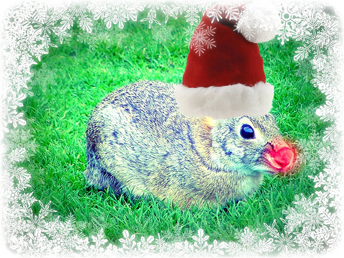 An Interview With the Christmas Bunny book cover