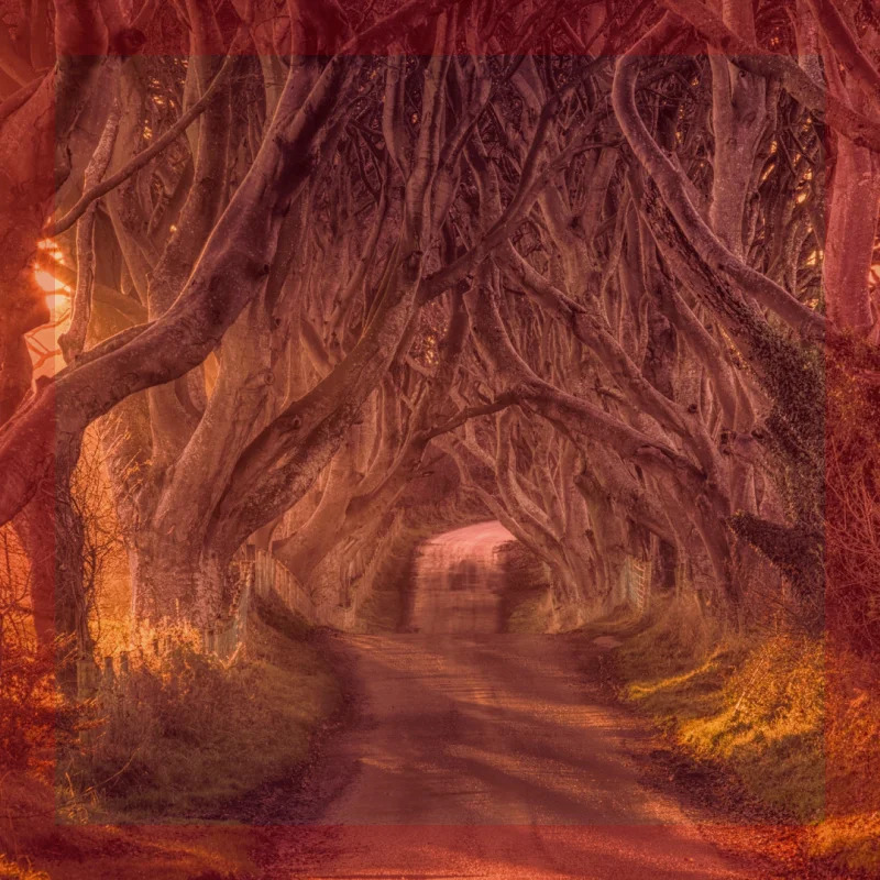 The Trees book cover