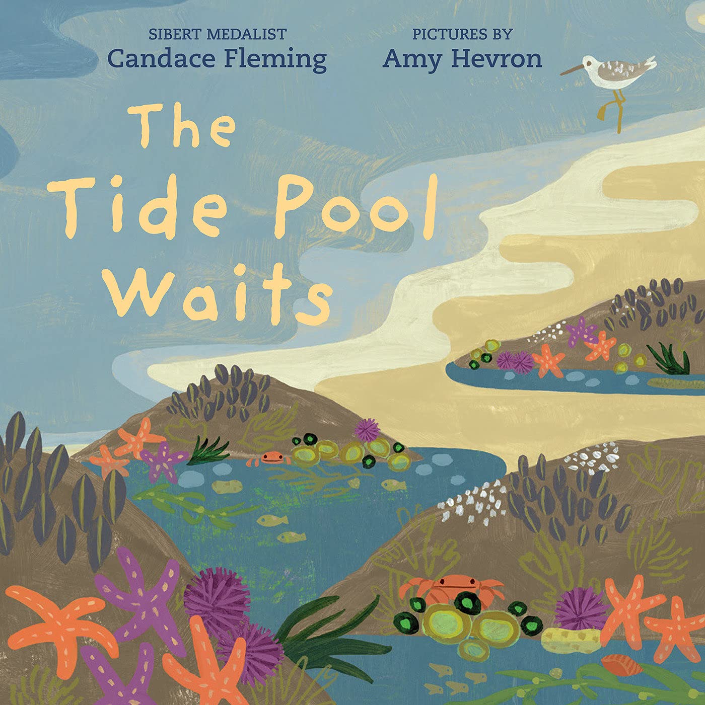 The Tide Pool Waits book cover