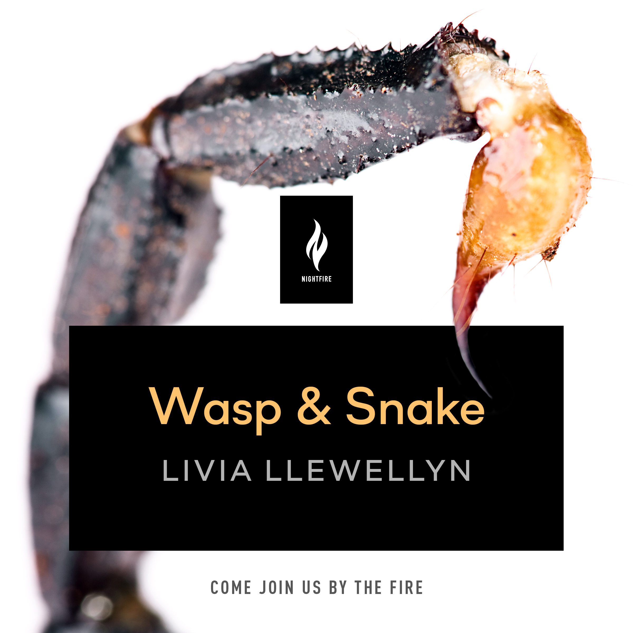 Wasp & Snake book cover