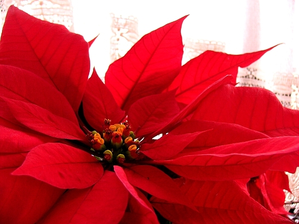 Poinsettia book cover