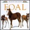 Foal book cover