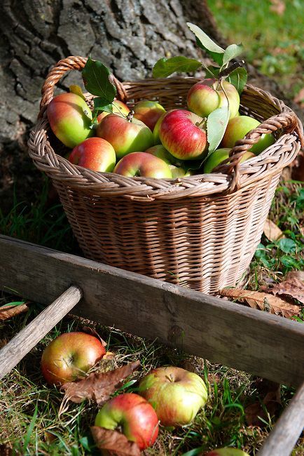 After Apple-picking book cover