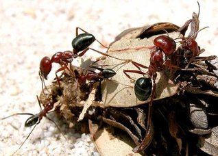 Leiningen Versus the Ants book cover