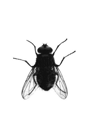 Flies book cover